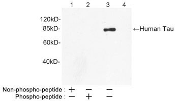 Neuroscience Antibodies Neuroscience Antibodies